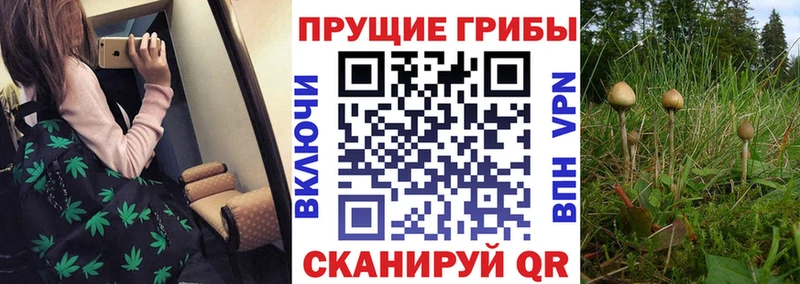Псилоцибиновые грибы прущие грибы  Зеленогорск 
