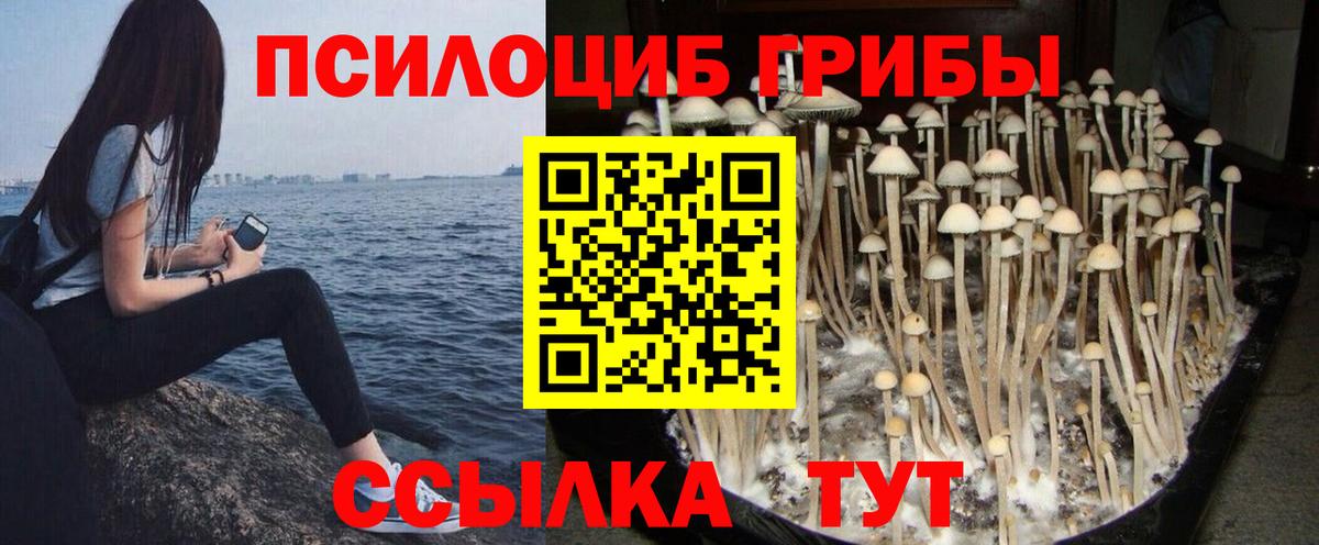 наркота  Галлюциногенные грибы GOLDEN TEACHER  Зеленогорск  Вход с VPN  Галлюциногенные грибы ЛСД 